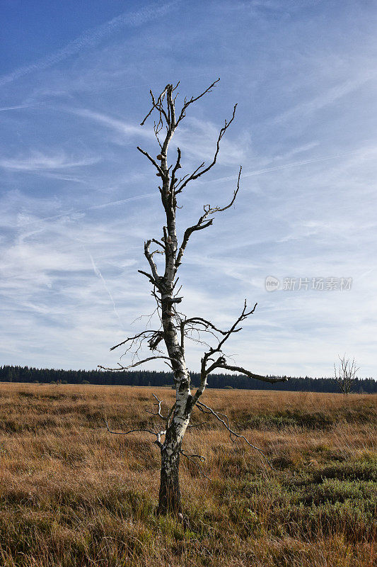 Hautes Fagnes 和 Baraque Michel